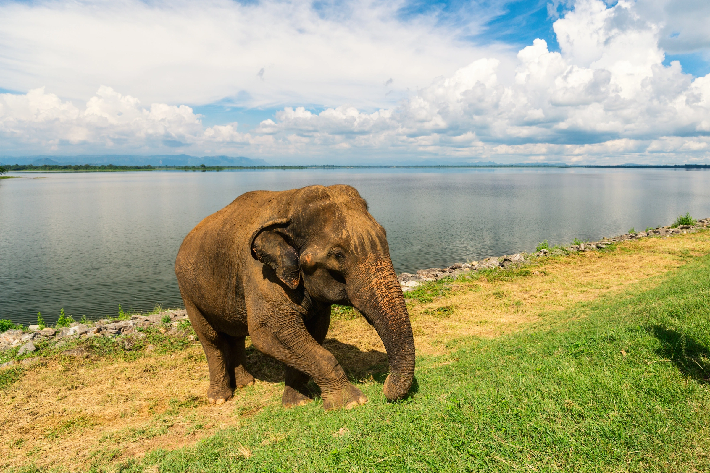 Udawalawe_National_Park[1].webp